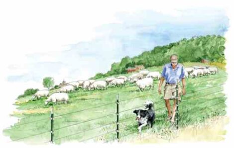 Working Dogs: Pick a Perfect Pooch for Your Pastures Image